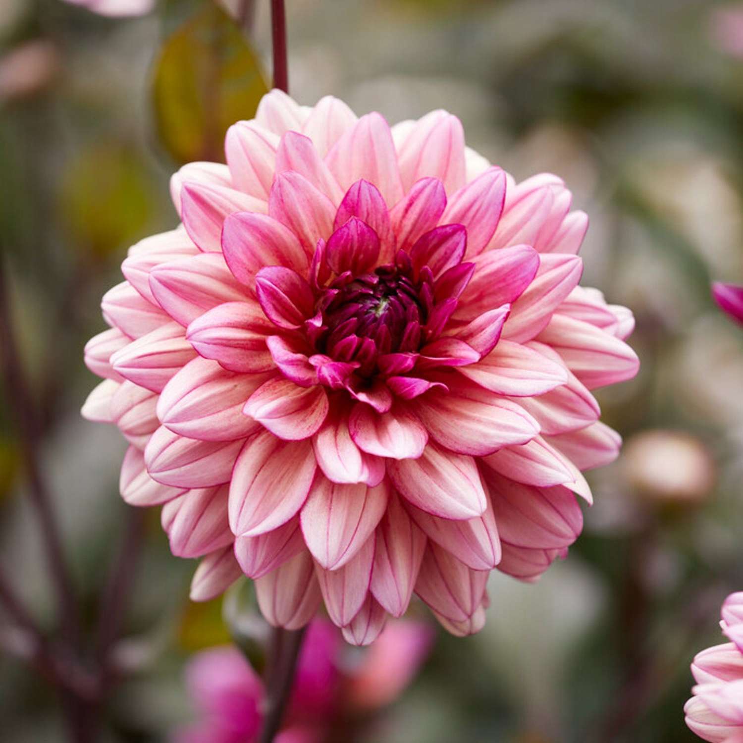 Dahlia 'Molly Raven'